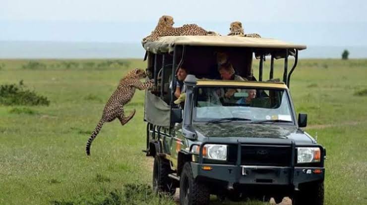 Game drive scene suited to a Samburu safari package